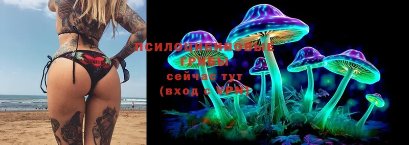 Галлюциногенные грибы Psilocybine cubensis  Кулебаки 